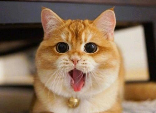 告诉你们养猫到底有什么好处,告诉你养猫的十个好处