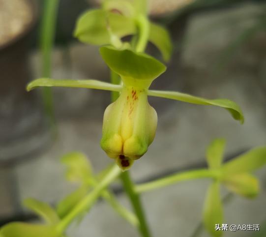 每日一品,蕙兰潘绿梅和庆华区别