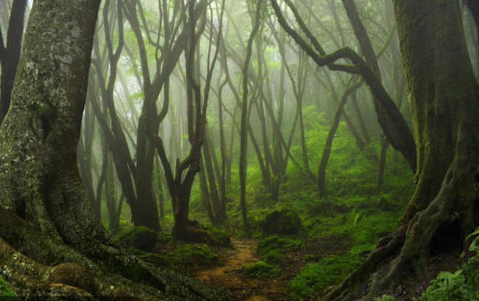 你们知道世界上最大的蛇在哪吗,目前世界上最大的蛇是什么蛇