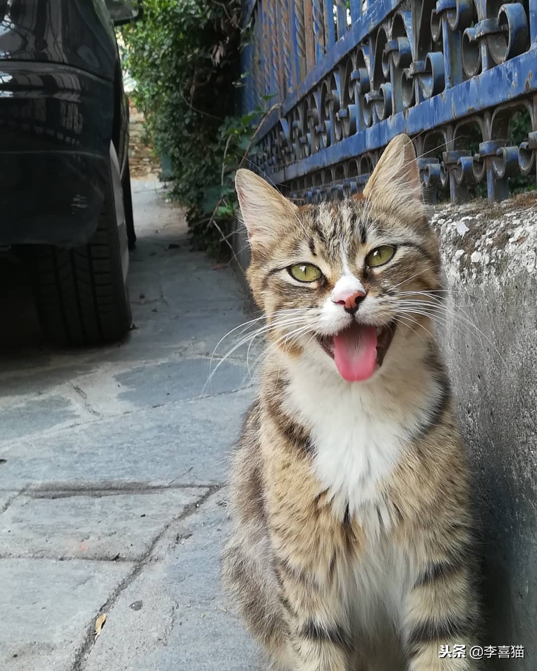 没绝育的公猫想要带回老家,没绝育的公猫很瘦