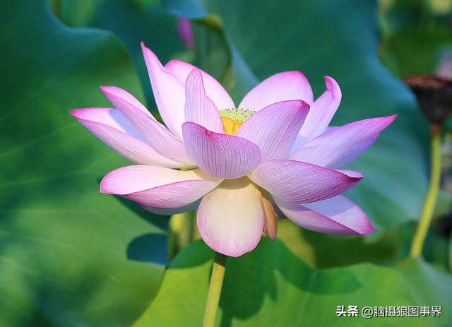 拍摄荷花的十个方法,用荷花花瓣怎样拍好看