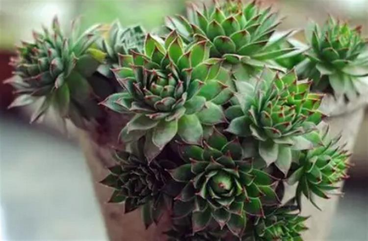 多肉穿裙子了是咋回事,观音莲多肉穿裙子了怎么拯救