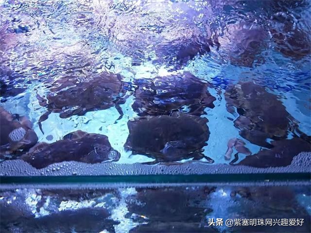 日照吴家台值得推荐的渔家乐,换一个角度感受生活中别样的美