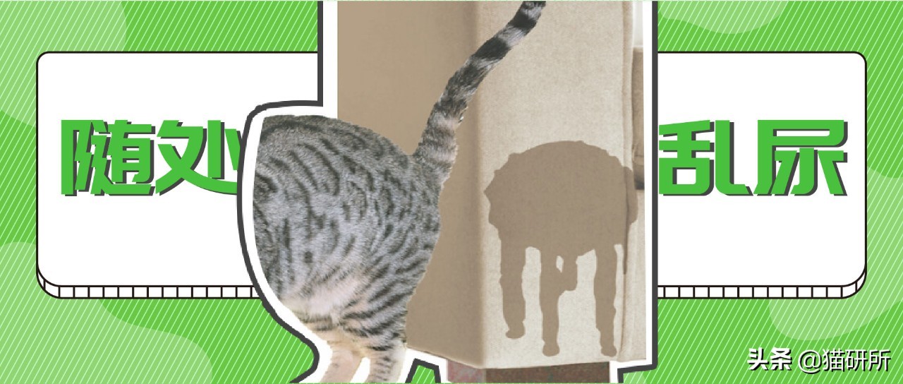 猫咪不用猫砂乱拉乱尿怎么办,猫咪尿味在家里怎么快速处理