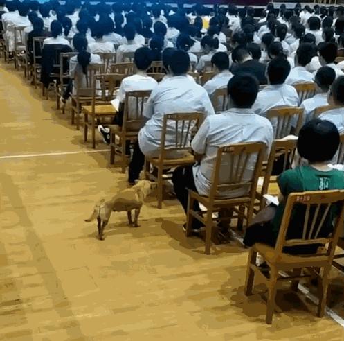 学校狗狗高考被关禁闭,高考被关禁闭网红狗去世