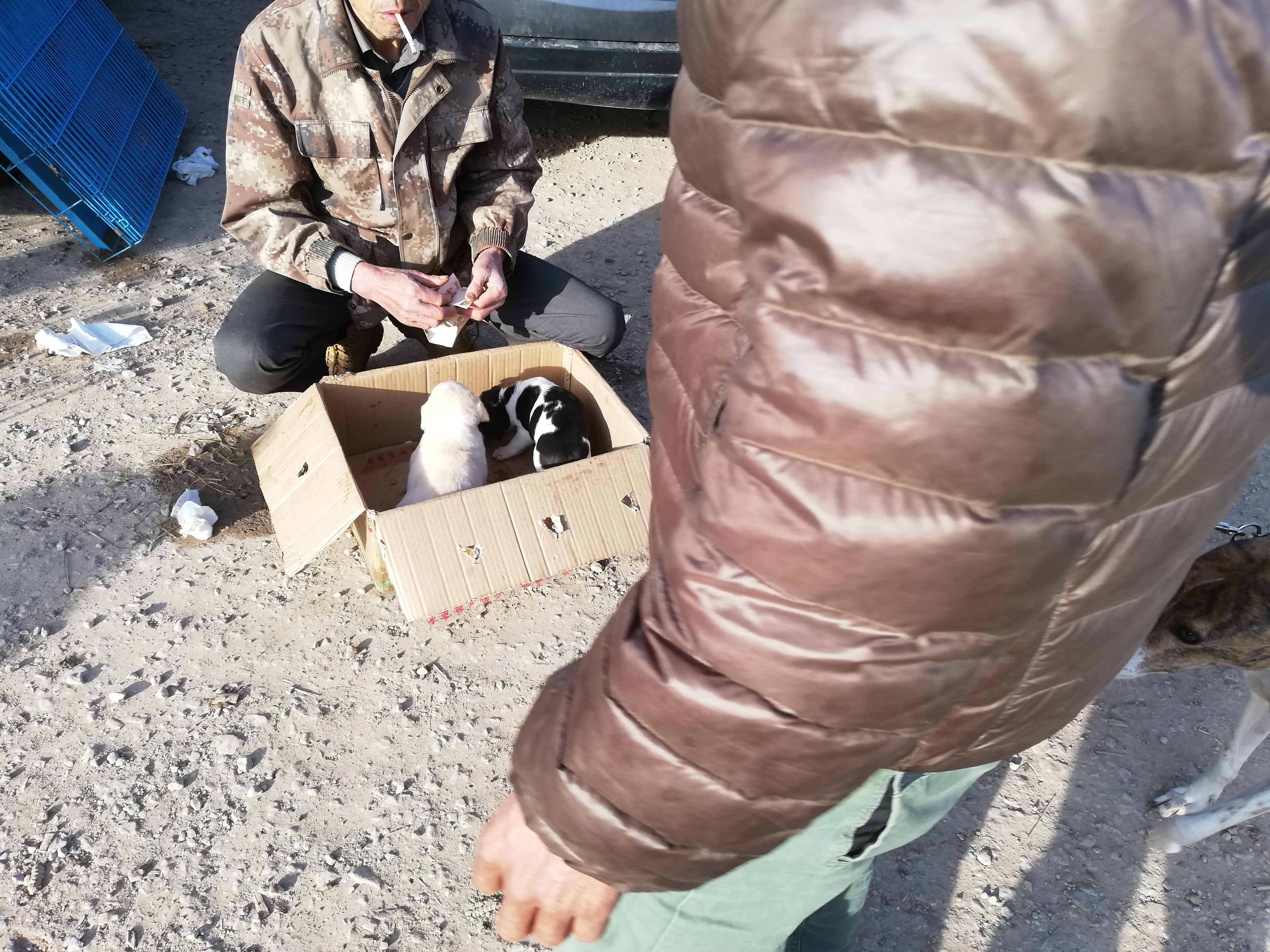 狗贩子纯种土狗,拉布拉多杂交土狗出售