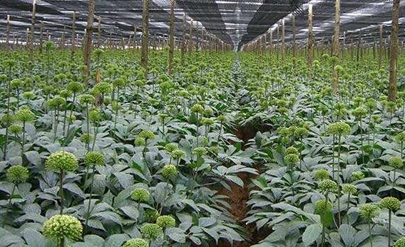 三七种植条件和技术要点视频,三七的种植技术及亩产效益