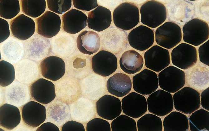 中蜂白头蛹怎么防治有效,中蜂中囊病与白头蛹区别