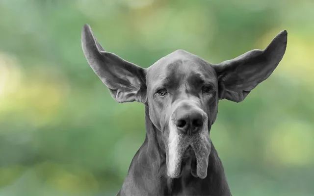 又一只狗被棉签掏聋:主人处理的方法,比耳螨更可怕