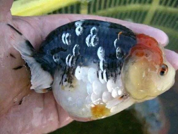 观赏鱼价格一般多少钱一条,价格较贵的观赏鱼都有哪些