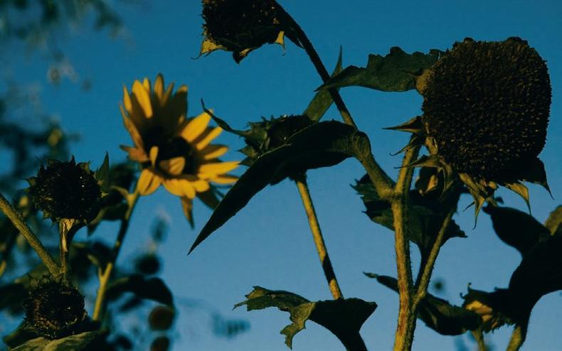 拍摄的照片怎么处理,怎么解决拍照曝光