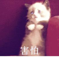 新手养猫没经验？小猫到新家，遇到问题详解（新手必看）