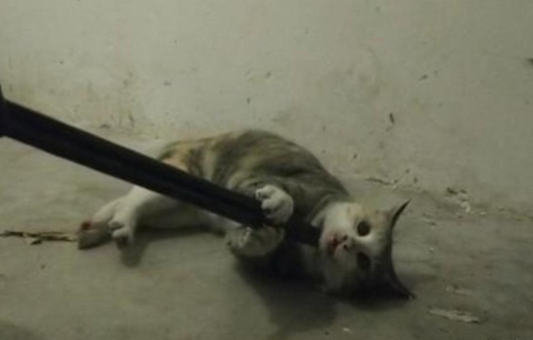 范源庆虐猫后续怎么处理,范源庆严惩恶魔视频