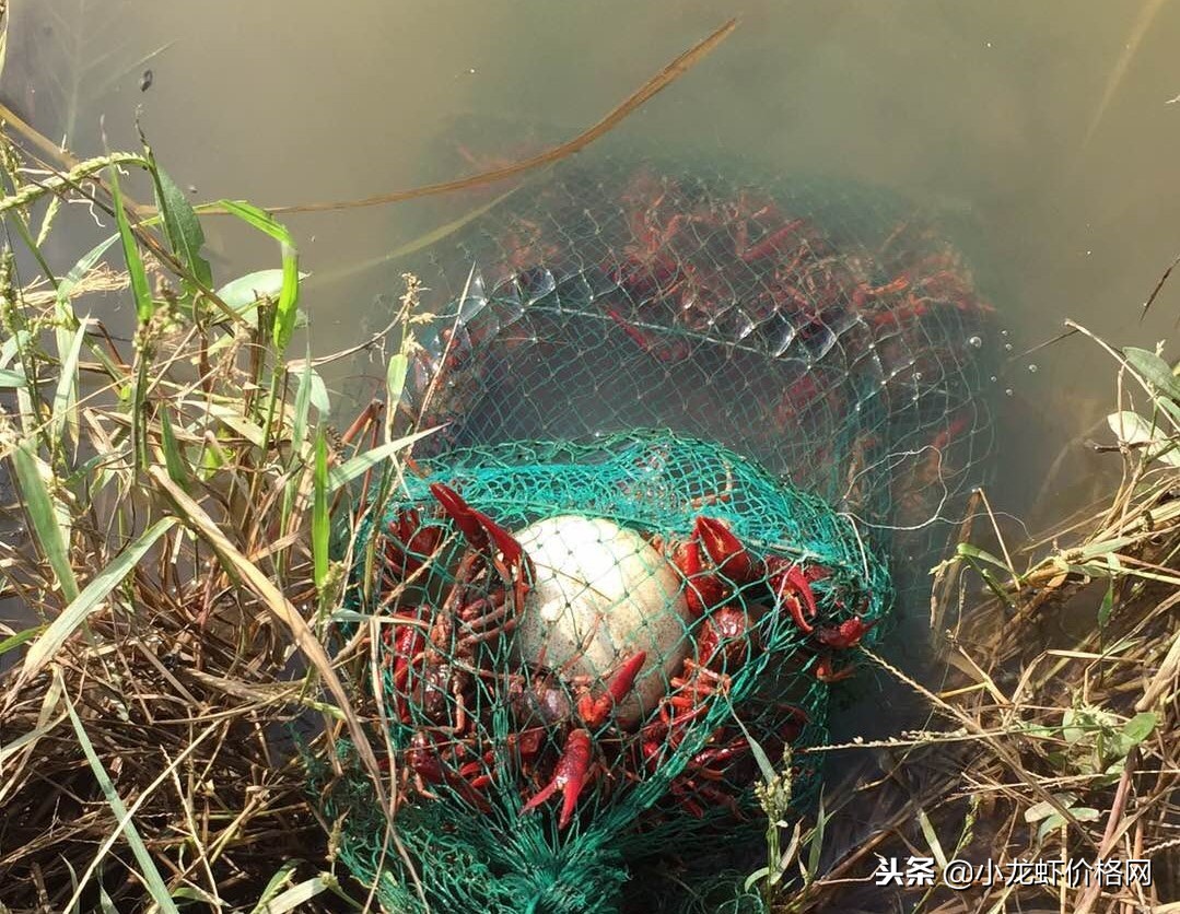 养殖虾一亩赚多少钱利润大,养殖虾一亩可赚多少钱