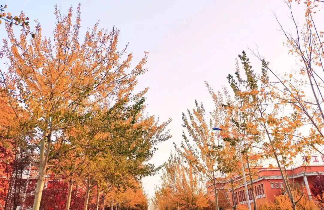 北京科技大学天津学院原独立学院,北京科技大学天津学院独立学院