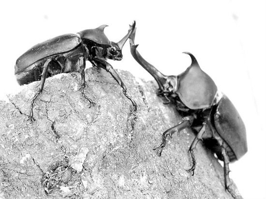 “人生能几何，毕竟归无形”——铁甲战士独角仙