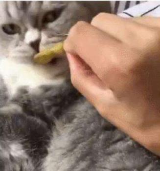 猫咪厌食的原因和解决方法,猫咪突然吃猫粮吃得很少怎么办