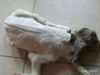 羊白肌病症状及治疗方法图片,羊白肌病症状及治疗方法