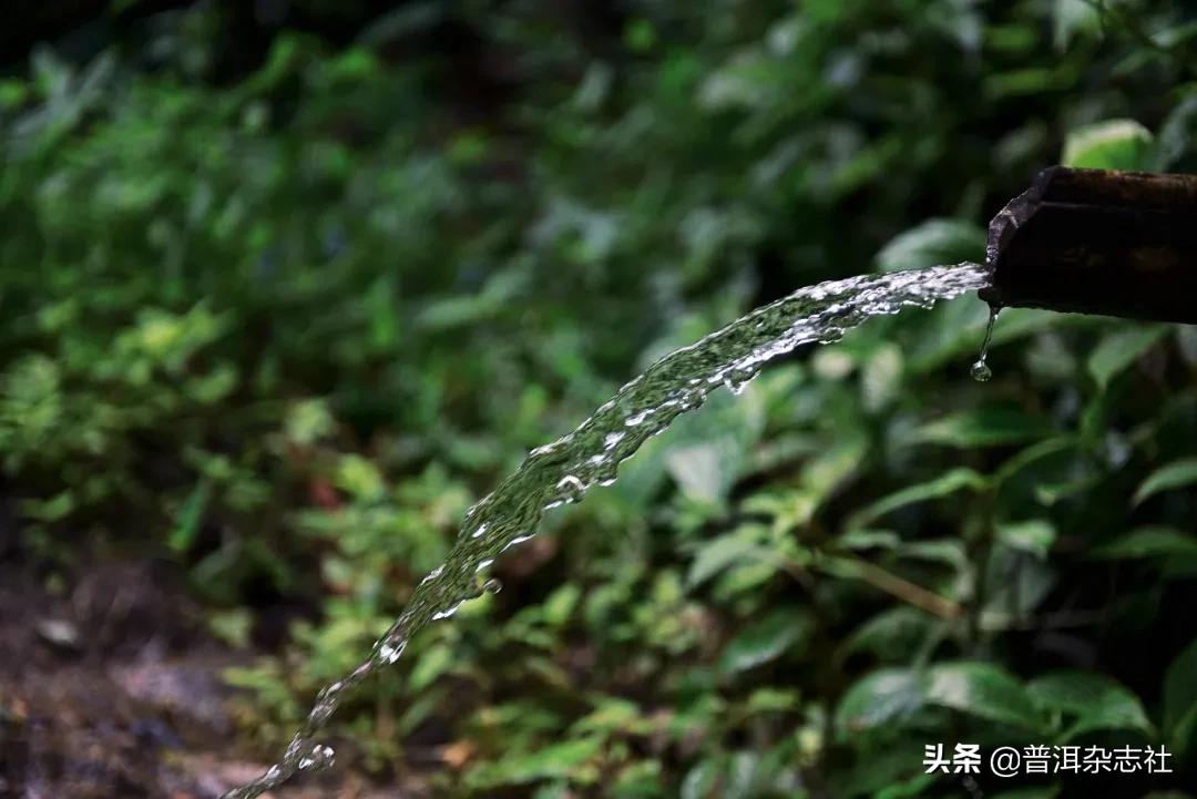 南糯山普洱茶核心产区,南糯山云南农科院茶叶研究所