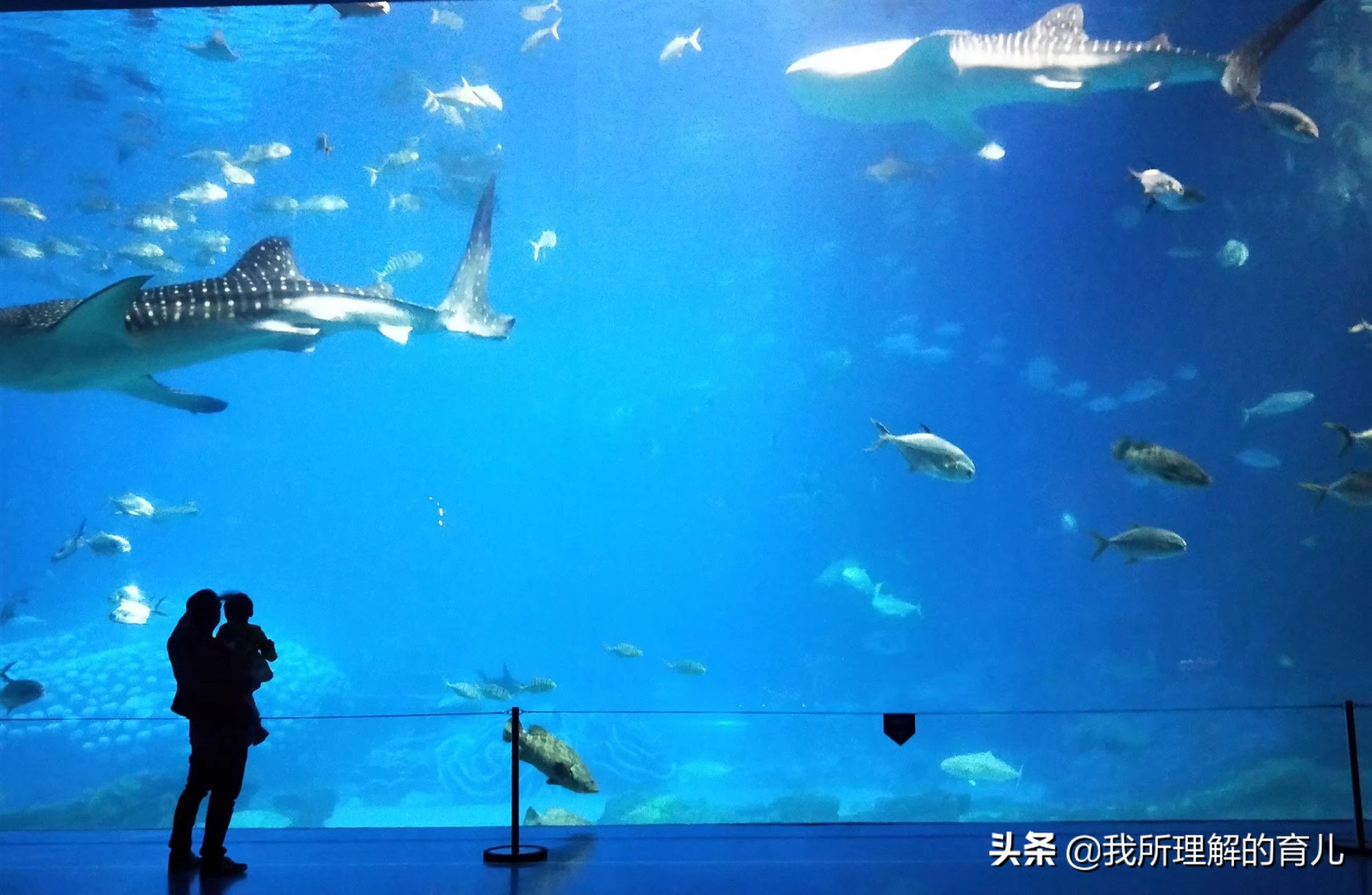 不带娃广州长隆野生动物园攻略,带孩子去广州长隆野生动物园攻略