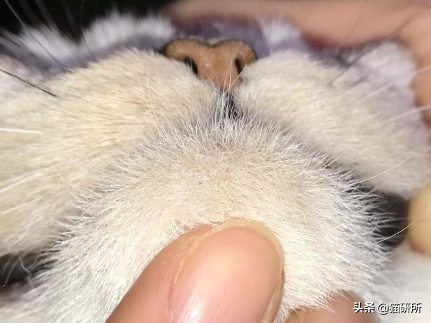 每天15分钟,医生手把手教你做17项猫咪全身检查