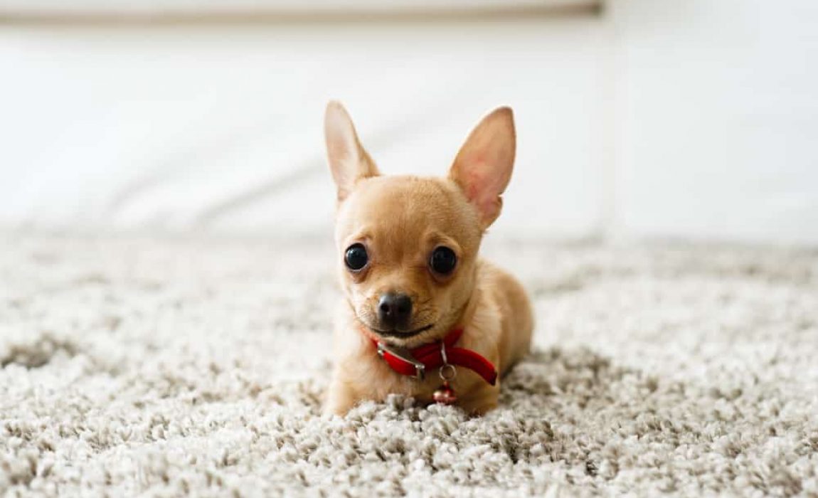 狗不吃不喝一直发抖是什么原因,狗生病站不稳发抖吃什么药治疗