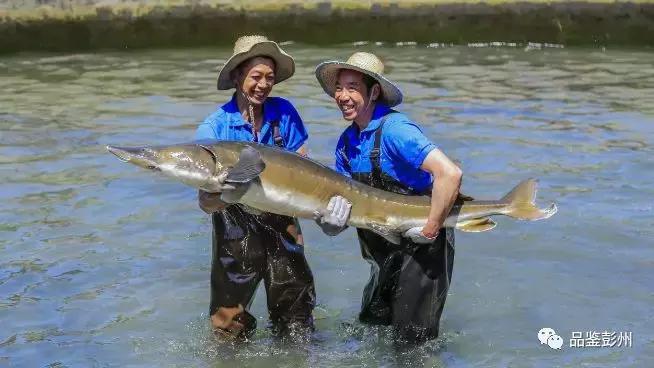 珍贵的鲟鱼子酱,顶级的鲟鱼子酱