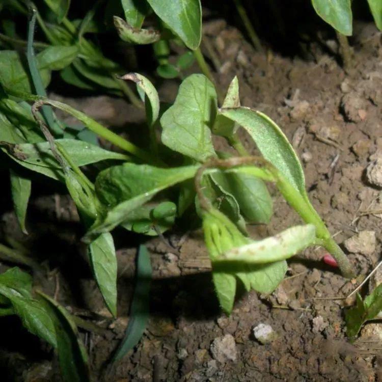 养花发黄,养花个别叶子干枯