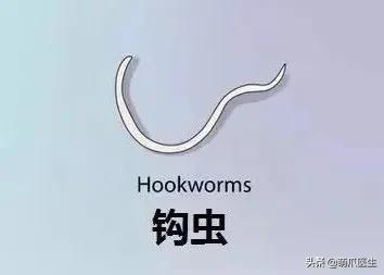 养了几年的猫有跳蚤,养了一年的猫还咬主人