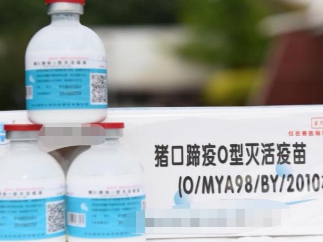 投资70万:已外购保育猪一个月的老陈,今年收益还能靠谱吗?