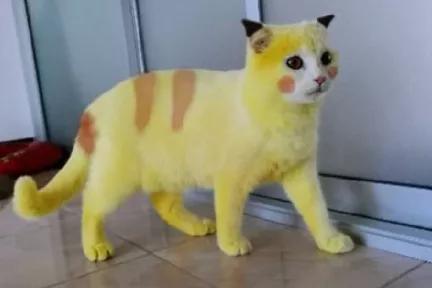 全球罕见足球猫冲上热搜,网友:指定染色!结果......哈哈哈哈