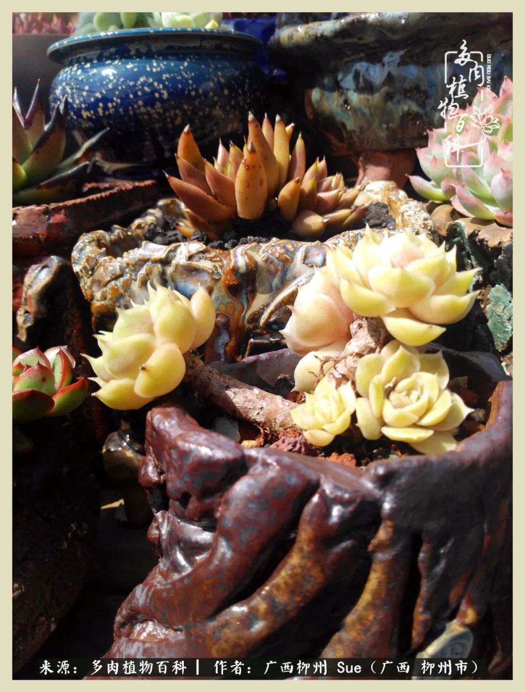 艳阳高照凉爽贵州,我要勤快地捕捉美好!(二)