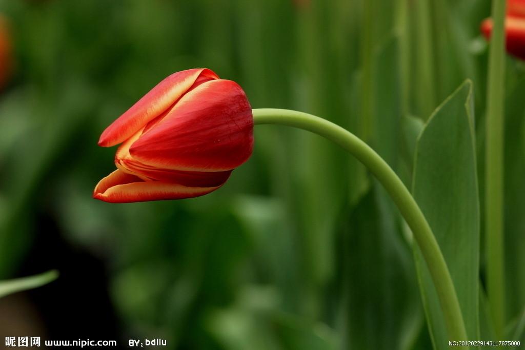 用郁金香表白语录,关于郁金香表白的浪漫句子