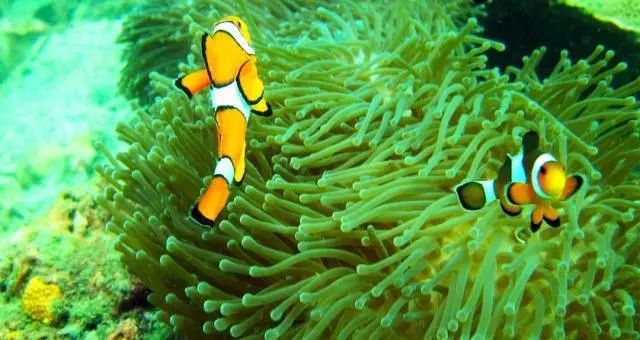 泰国即将要开放的岛,泰国封岛最新消息