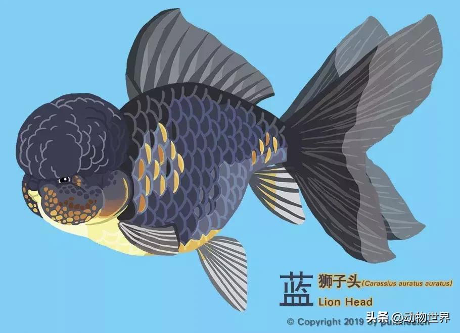 狮子金鱼品种,红头狮子金鱼