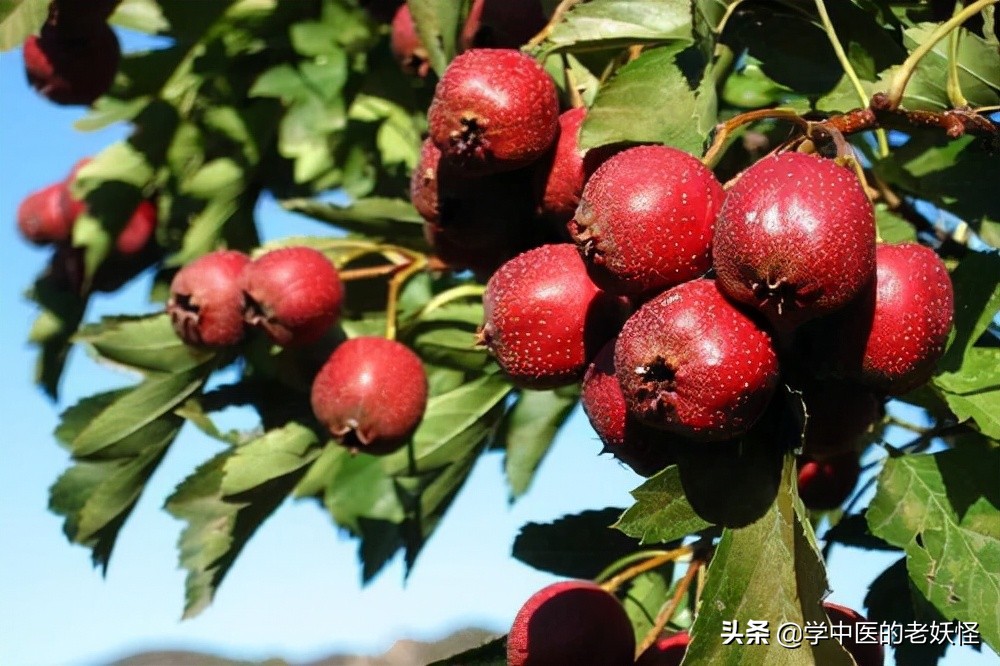 每日学一味中药,中药炒山楂服用方法