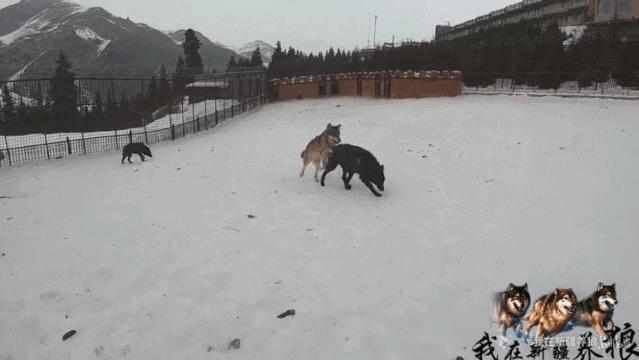 这位“女汉子”在*疆新**，把狼养成了哈士奇，就是经常揍狼的那个