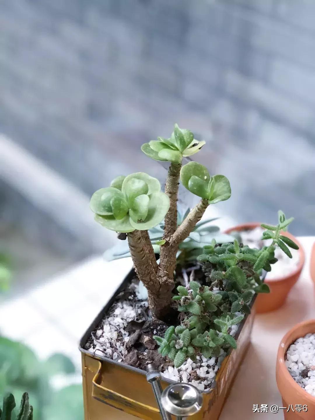 coffeemap,coffeemap鍝佺墝