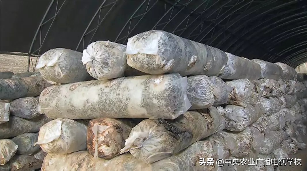 香菇菌棒污染高什么原因,食用菌菌包污染原因