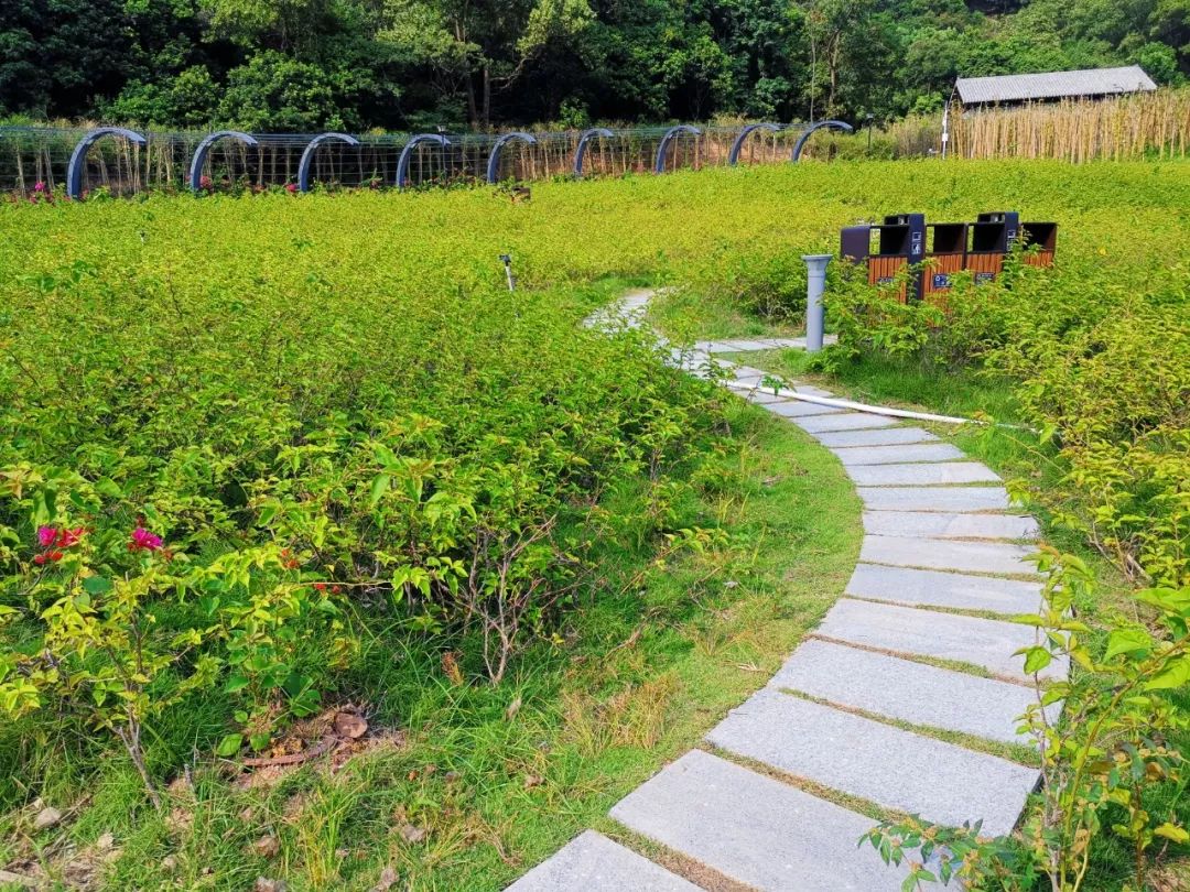 深圳最美簕杜鹃谷公园花海,宝安区花海赏花景点