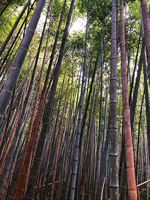 2020鏃ユ湰澶ч槳,澶ч槳浜兘濂堣壇鍏ぉ瀹夋帓