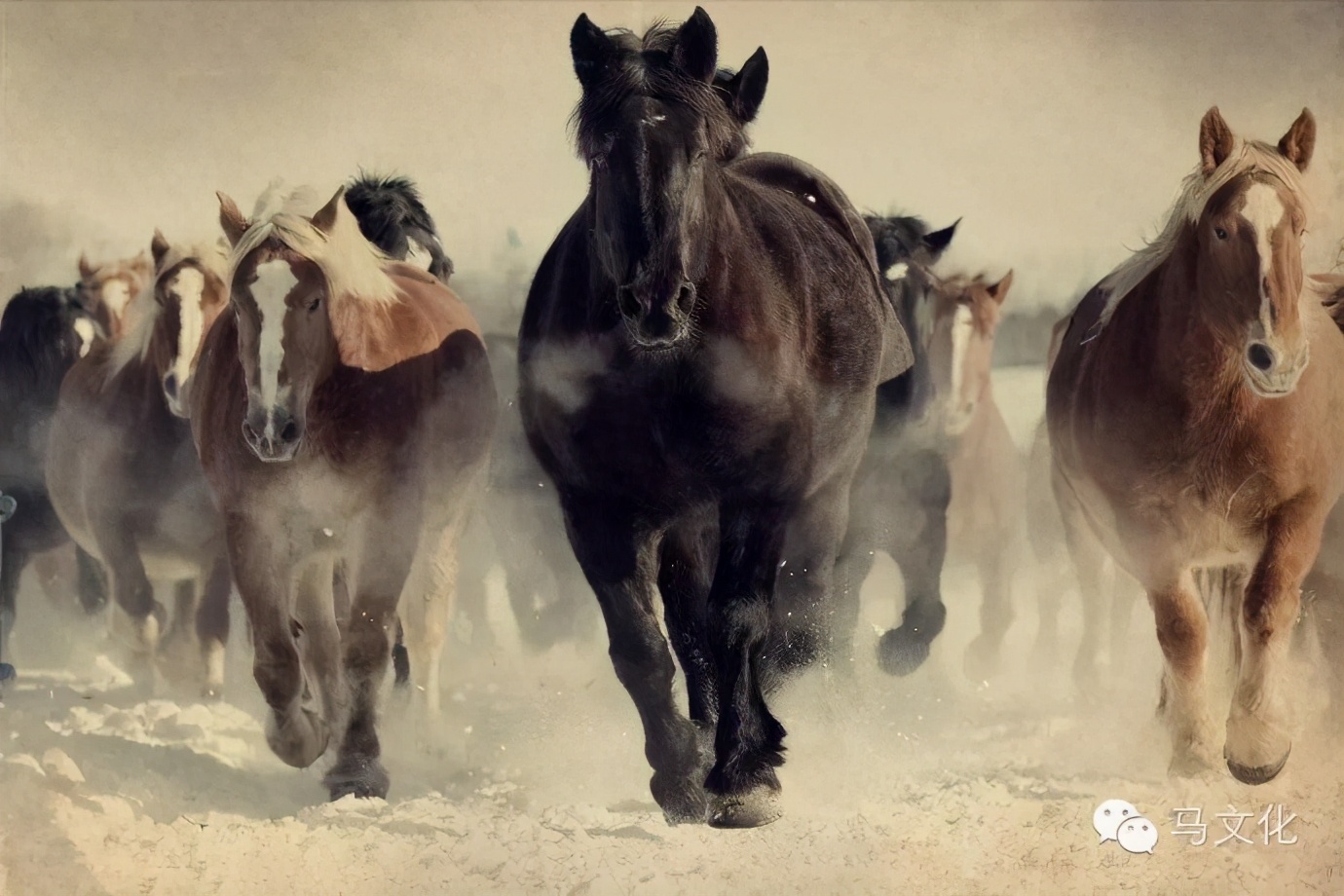 马的嗅觉怎么样,为什么马要站着睡觉呢