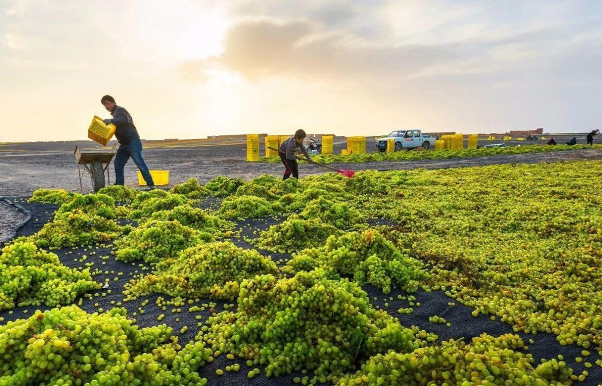 买的新疆葡萄干为什么西安发货,新疆葡萄干为什么从东北发货