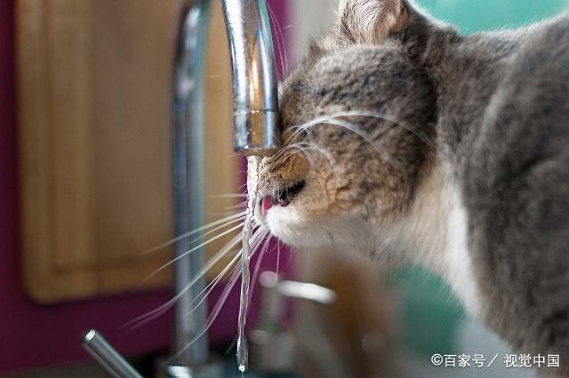 猫咪课堂：关于猫咪“膀胱炎”，看这一篇就够了