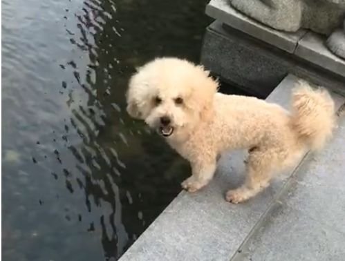 防止狗狗下水游泳的方法,狗子怕水怎么办让狗子跳下水