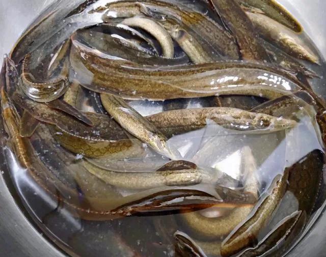 浑身带刺的鱼类似于泥鳅,像泥鳅背上带刺的是什么鱼