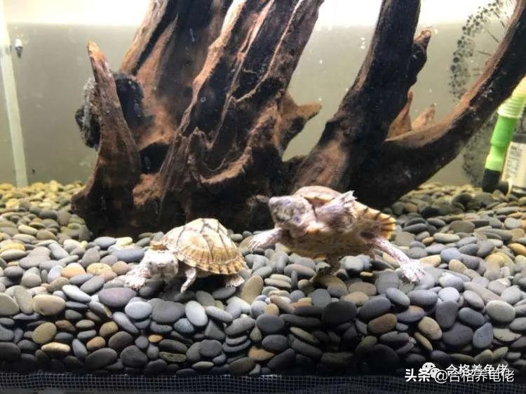 墨顶龟为什么不建议养,十大不建议养的龟