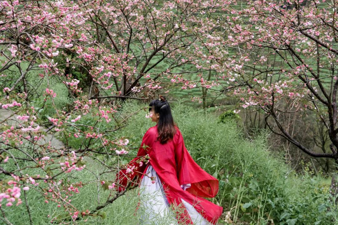 樱花烂漫时汉服少女,樱花烂漫时相遇