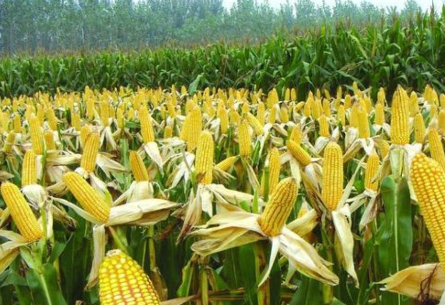 做什么生意成本小利润大暴利,用这种方法做生意利润提升10个点