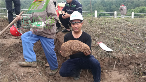 重庆白蚁防治中心电话,重庆荣昌白蚁防治中心电话
